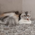 Ichi (kucing)