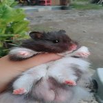Biwaa (hamster)