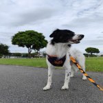 já tentei não consegui